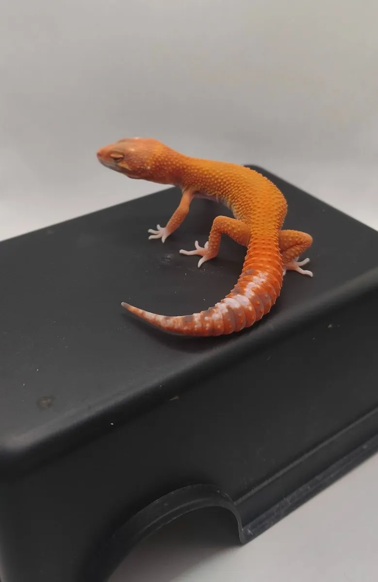 Leopard gecko - Image 1