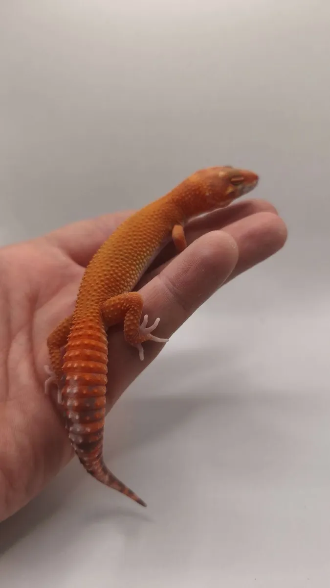 Leopard gecko - Image 4