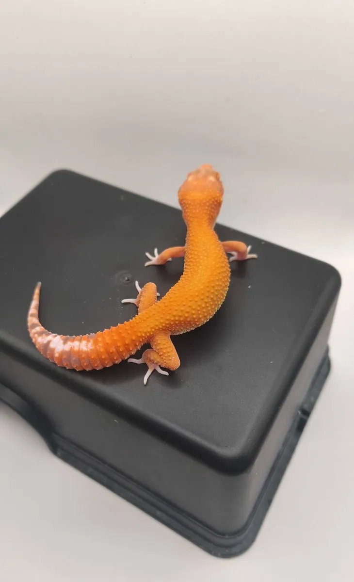 Leopard gecko - Image 3