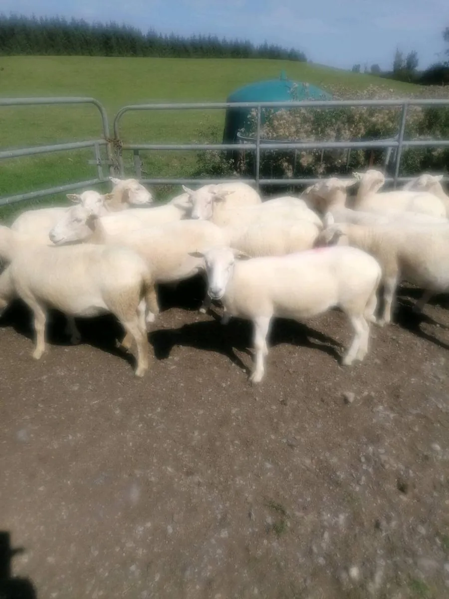 Easycare ewe - Image 1