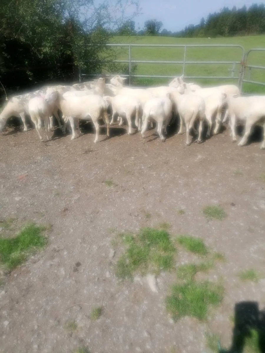 Easycare ewe - Image 2