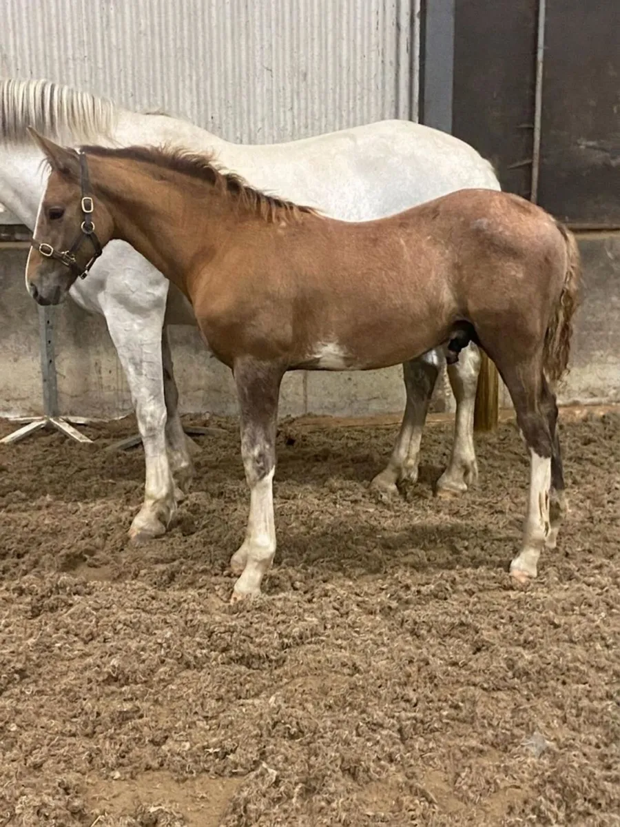 ID Colt Foal - Image 1