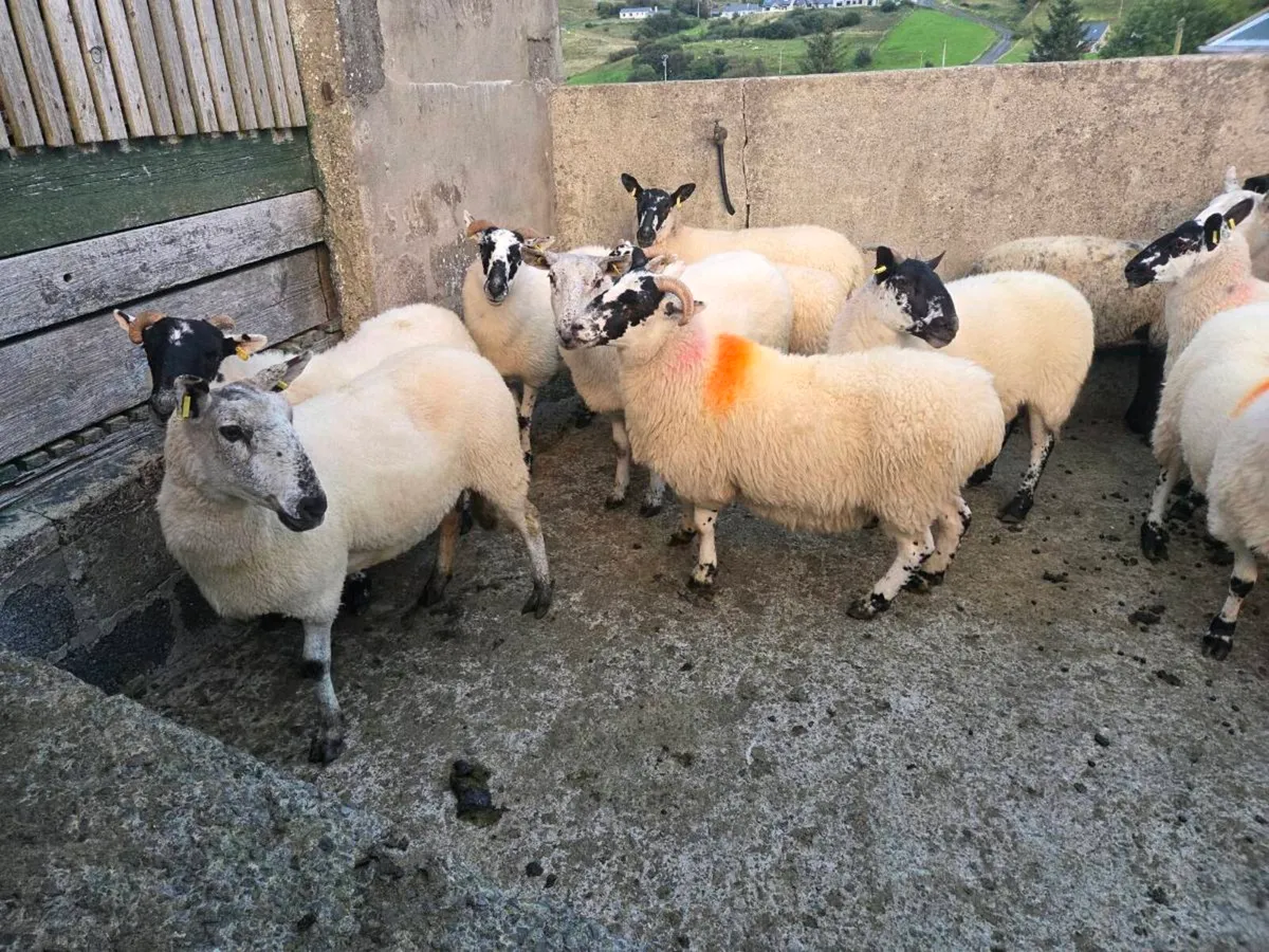 Two year old ewes - Image 4