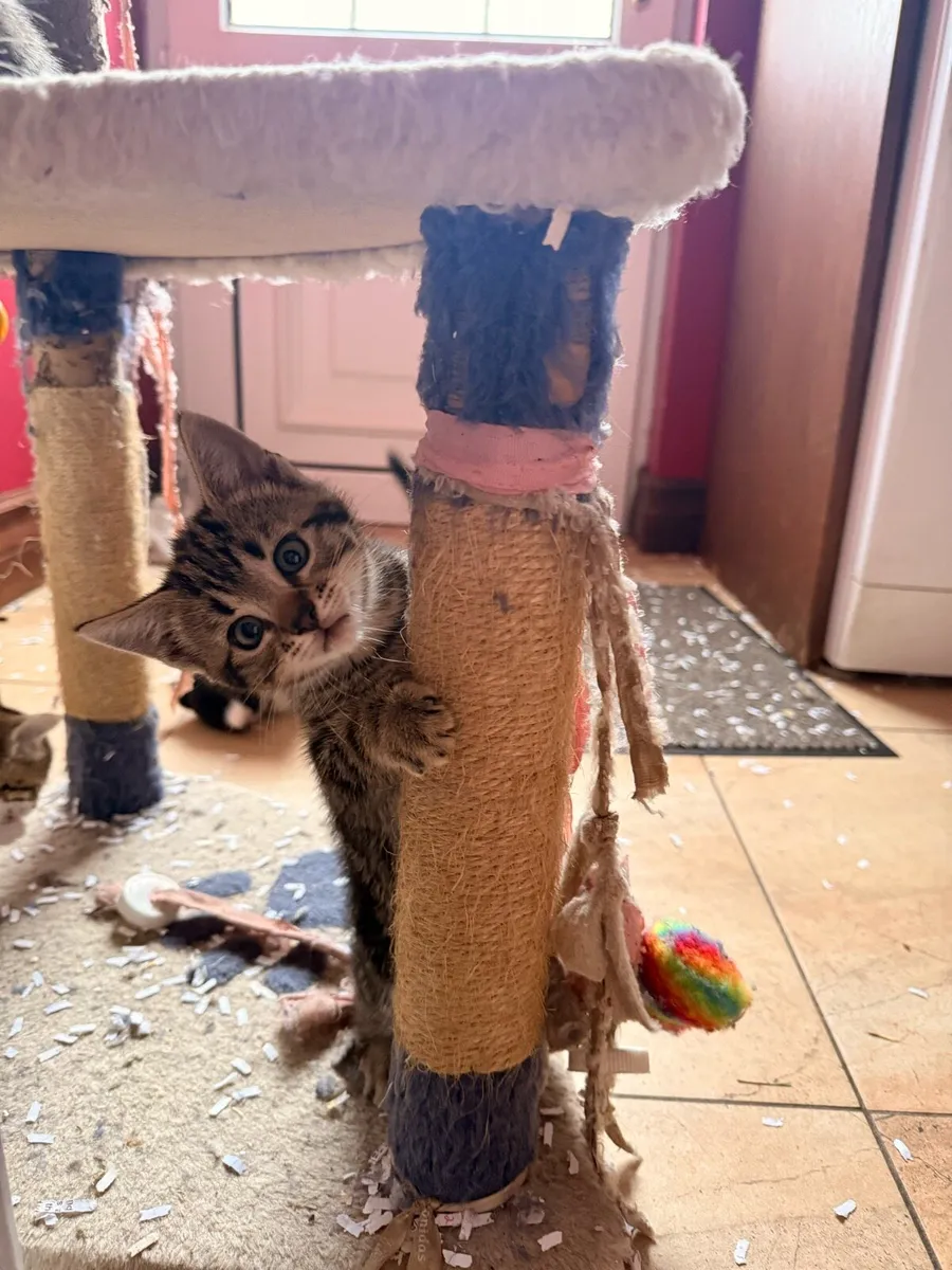 Fluffy, friendly kittens 🐱 - Image 1