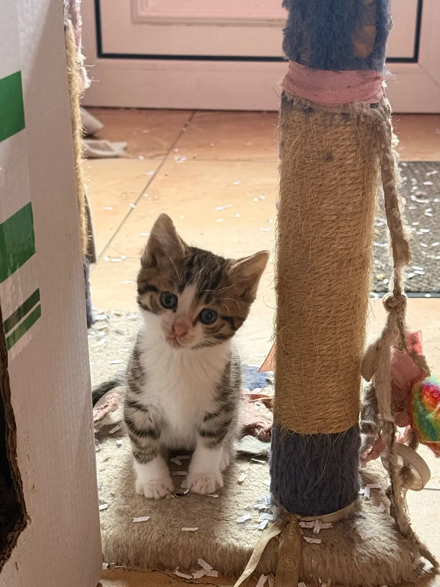 Fluffy, friendly kittens 🐱 - Image 2