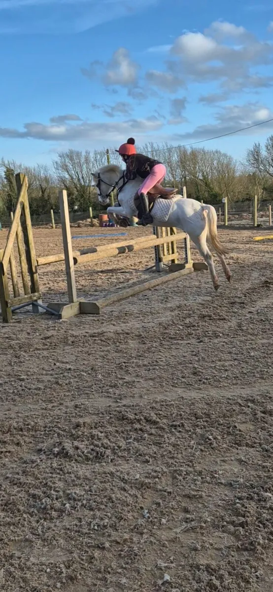 12hh Gelding 9 yrs old - Image 4