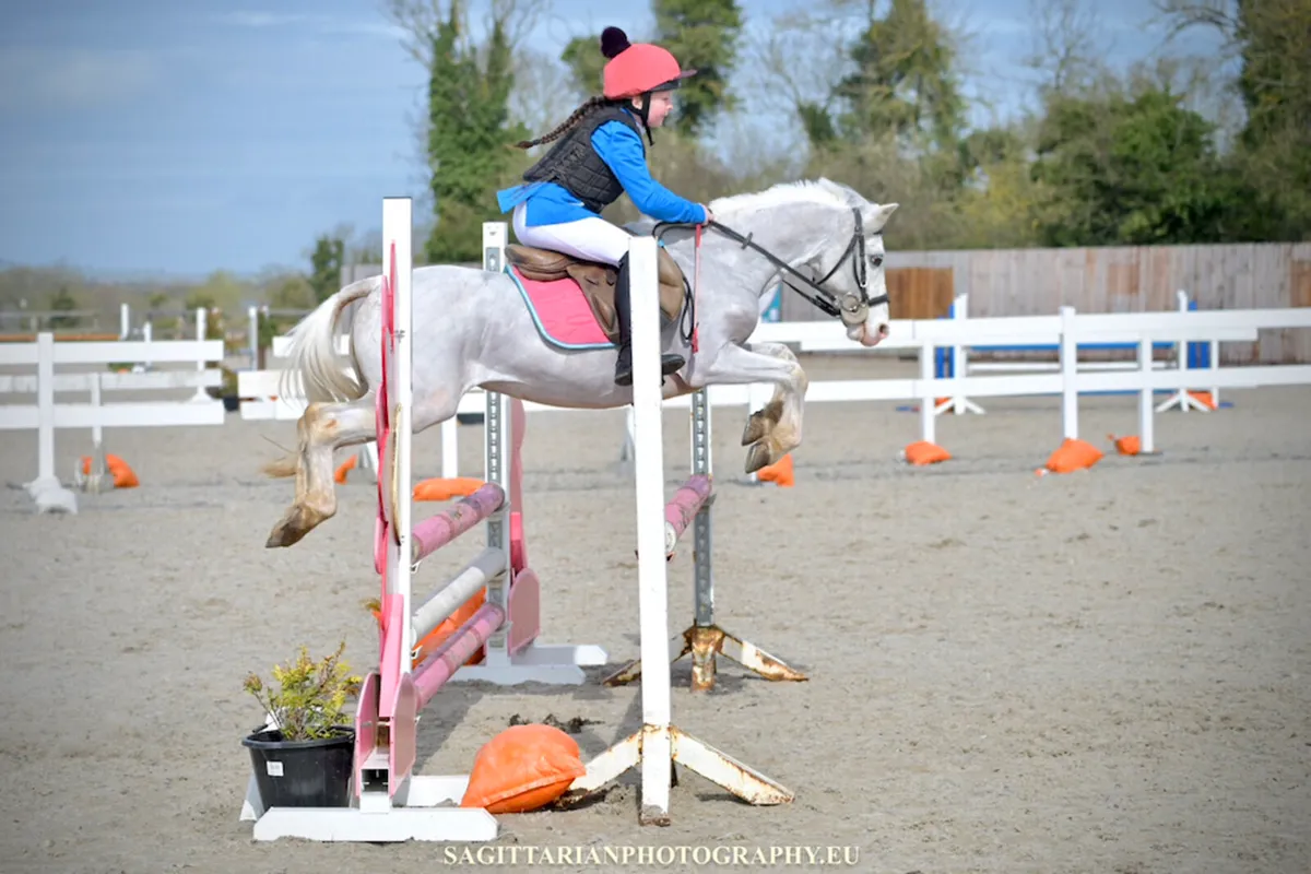 12hh Gelding 9 yrs old - Image 1