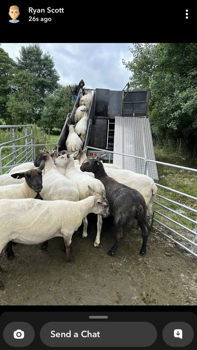 Sheep dipping trailer - Image 1