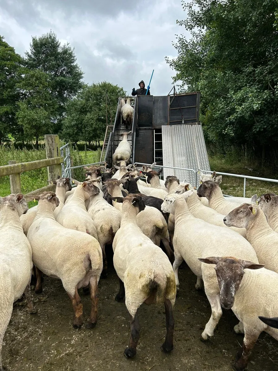 Sheep dipping trailer - Image 2