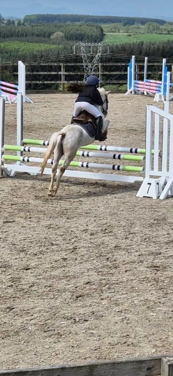 12hh Gelding 9 yrs old - Image 2