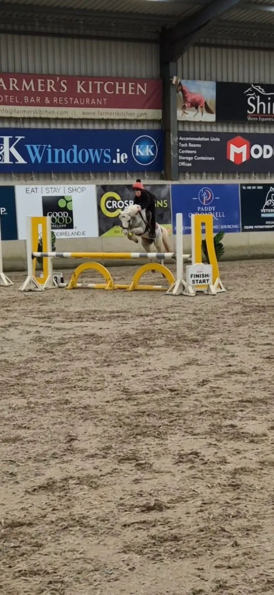 12hh Gelding 9 yrs old - Image 3