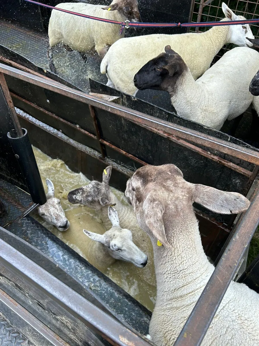 Sheep dipping trailer - Image 4
