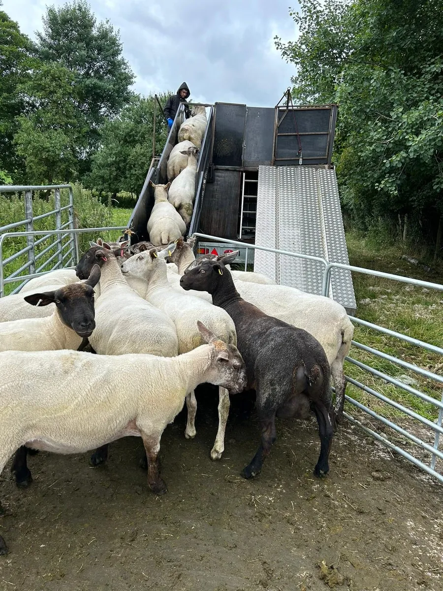 Sheep dipping trailer - Image 3