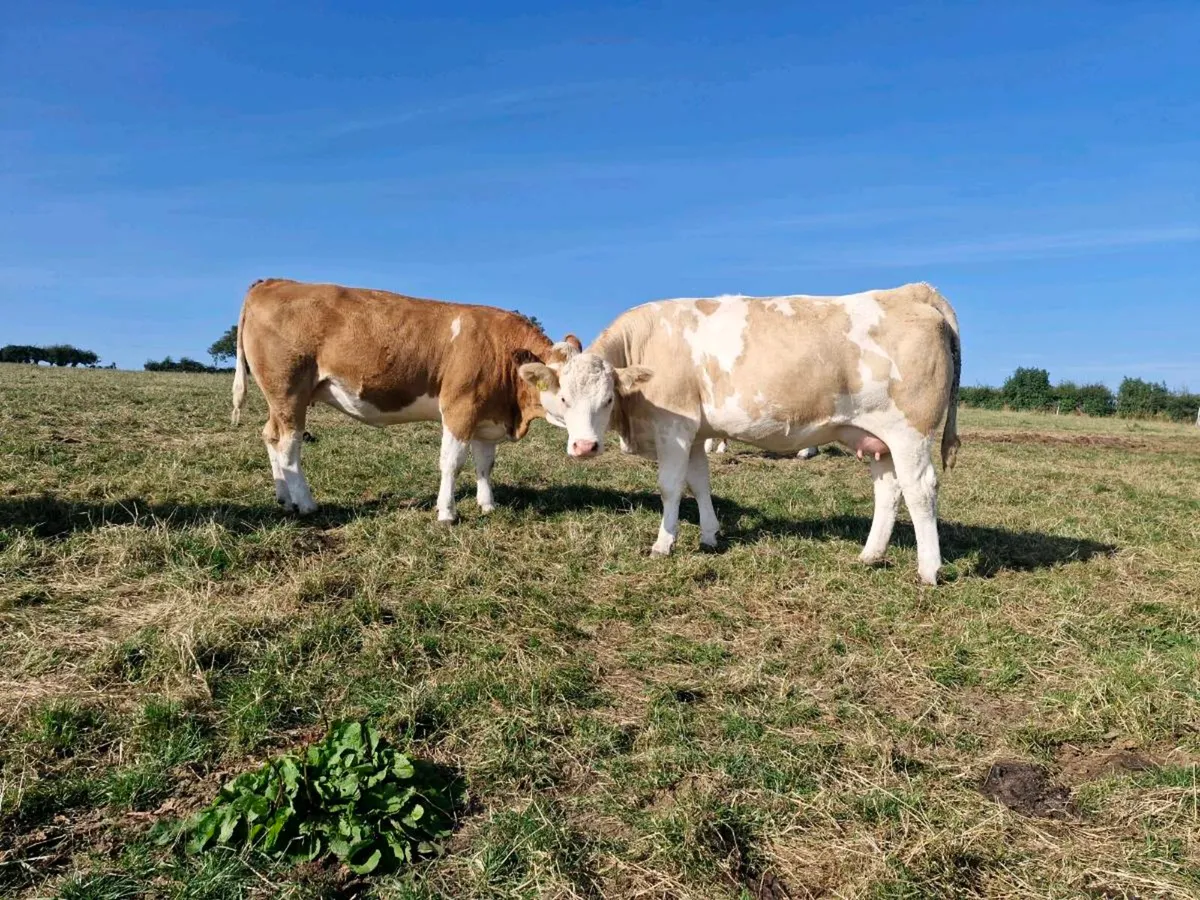 In-calf Simmental heifers - Image 2