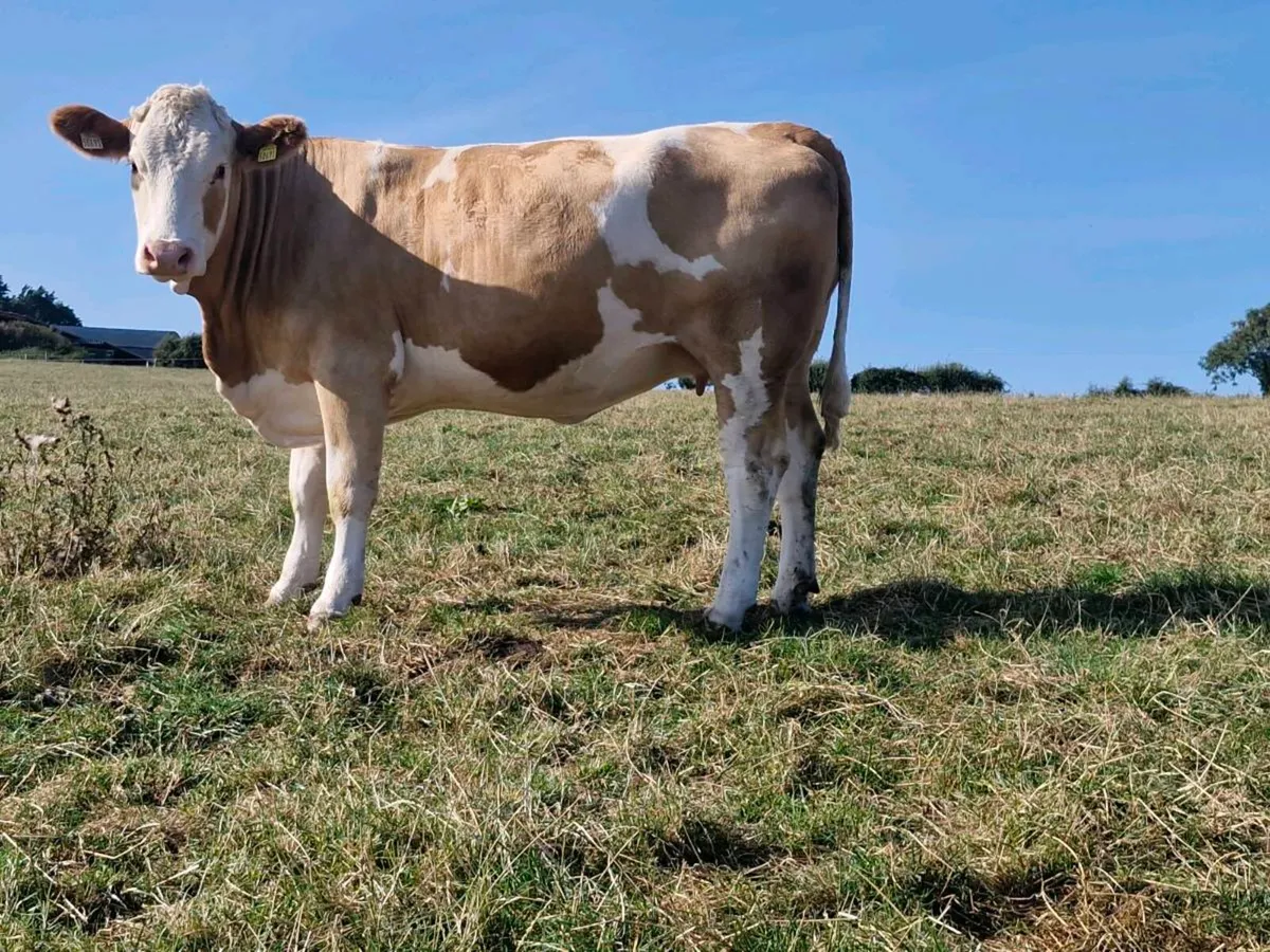 In-calf Simmental heifers - Image 3