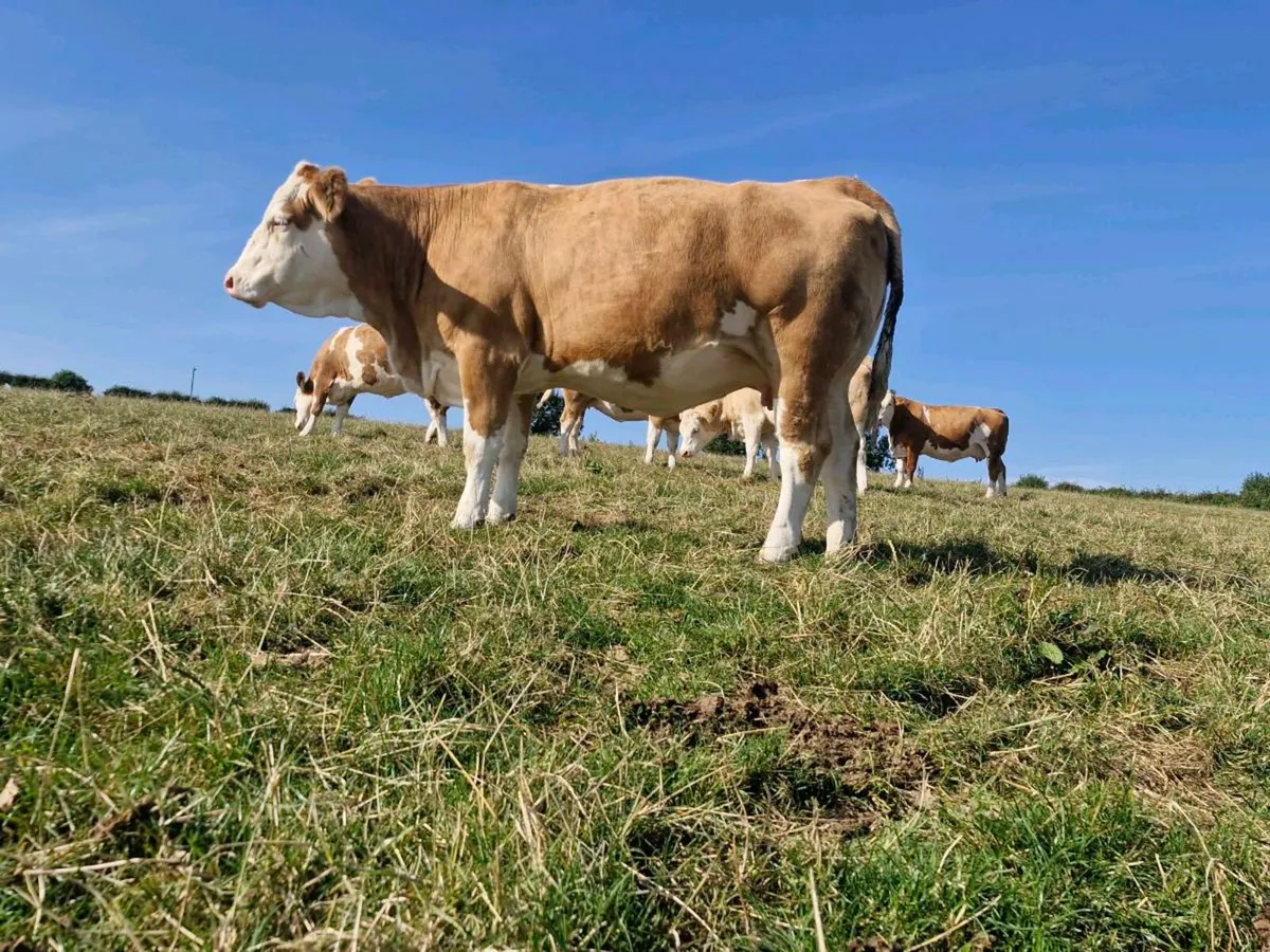 In-calf Simmental heifers - Image 4