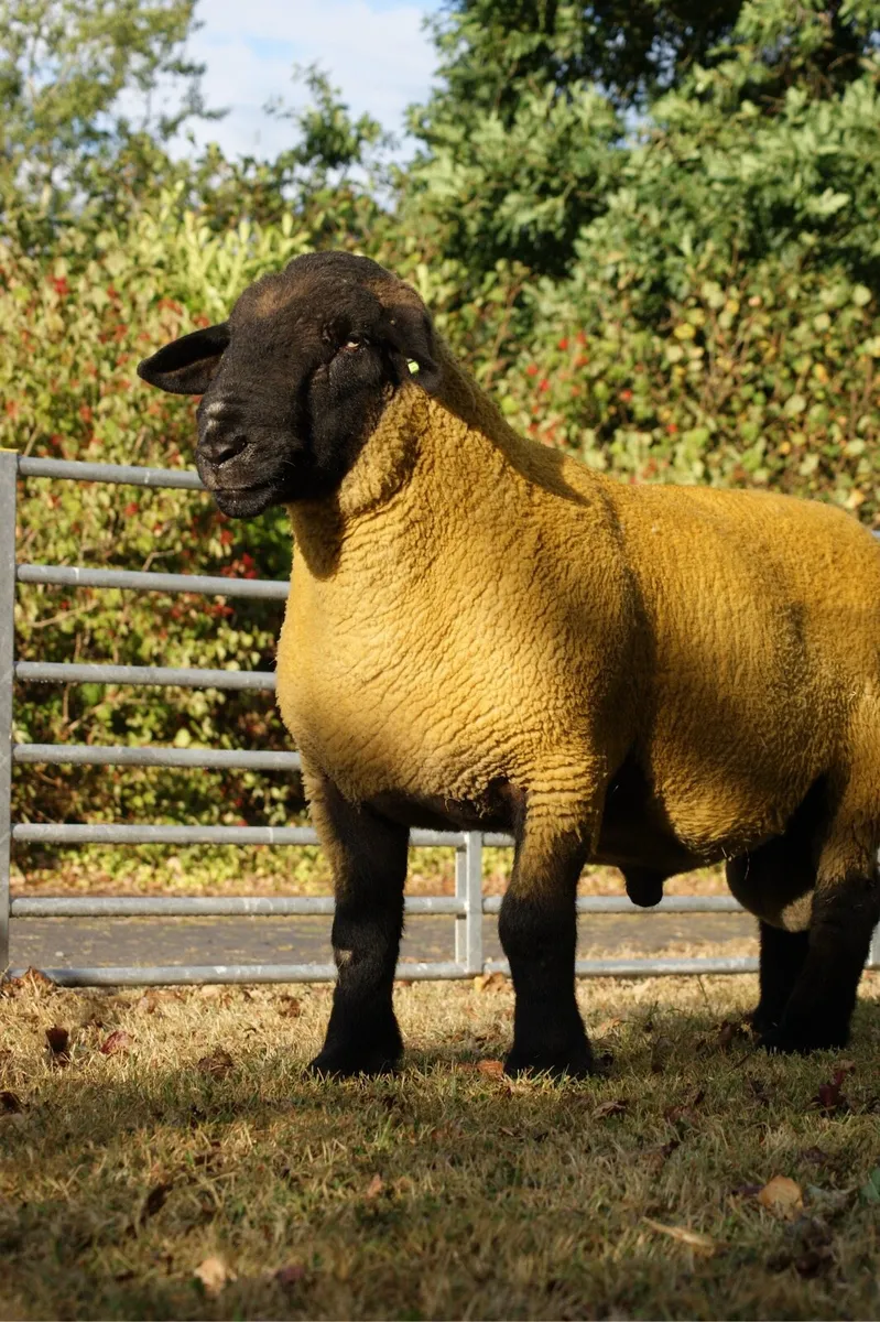 Proven Stock Rams - Image 2