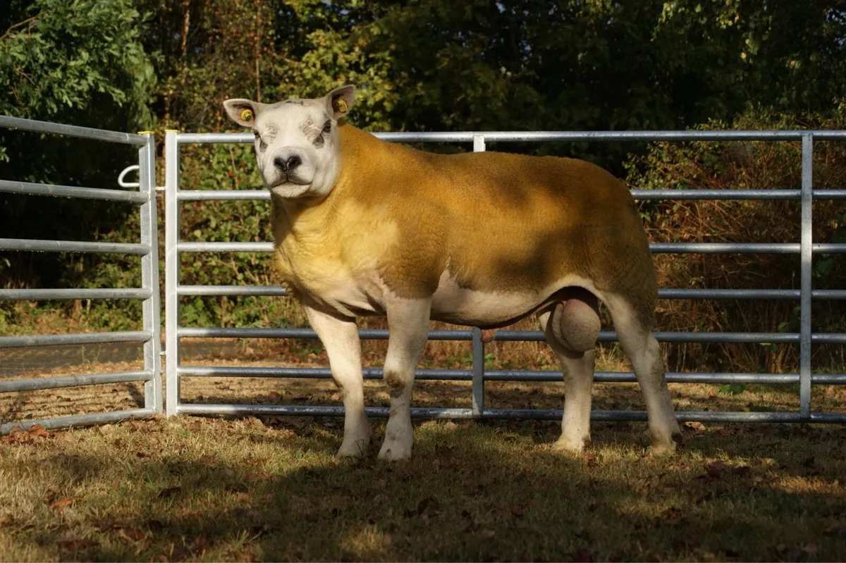 Proven Stock Rams - Image 3