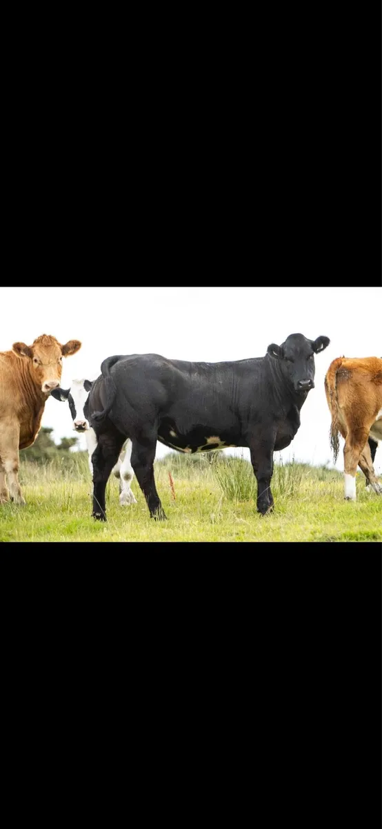 Breeding heifers 💥 - Image 1