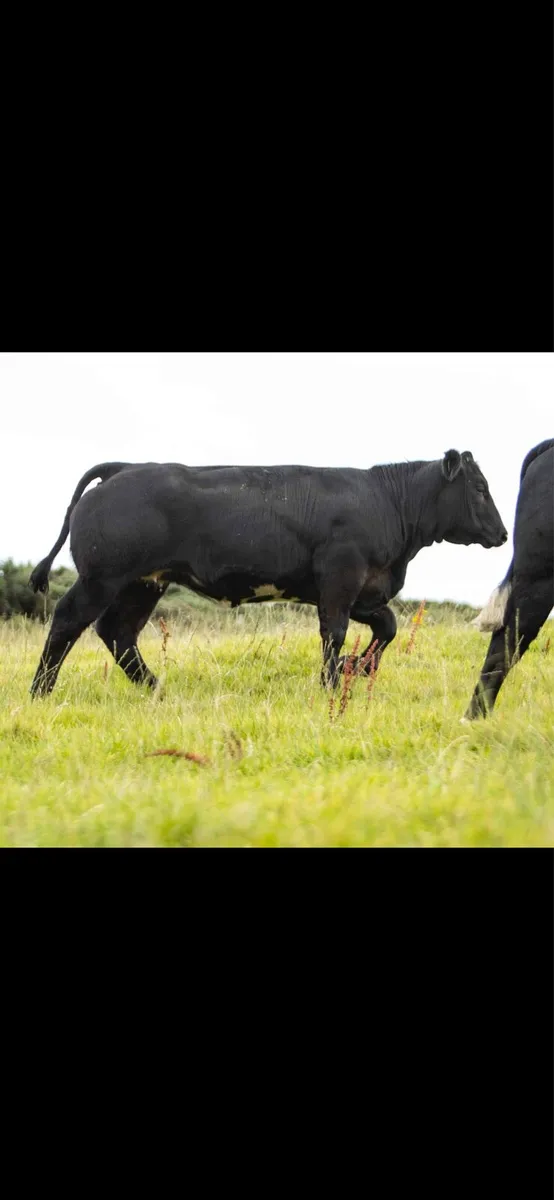 Breeding heifers 💥 - Image 2