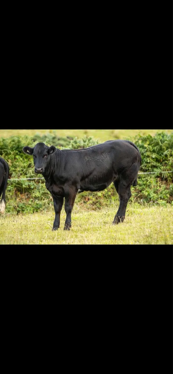 Breeding heifers 💥 - Image 3