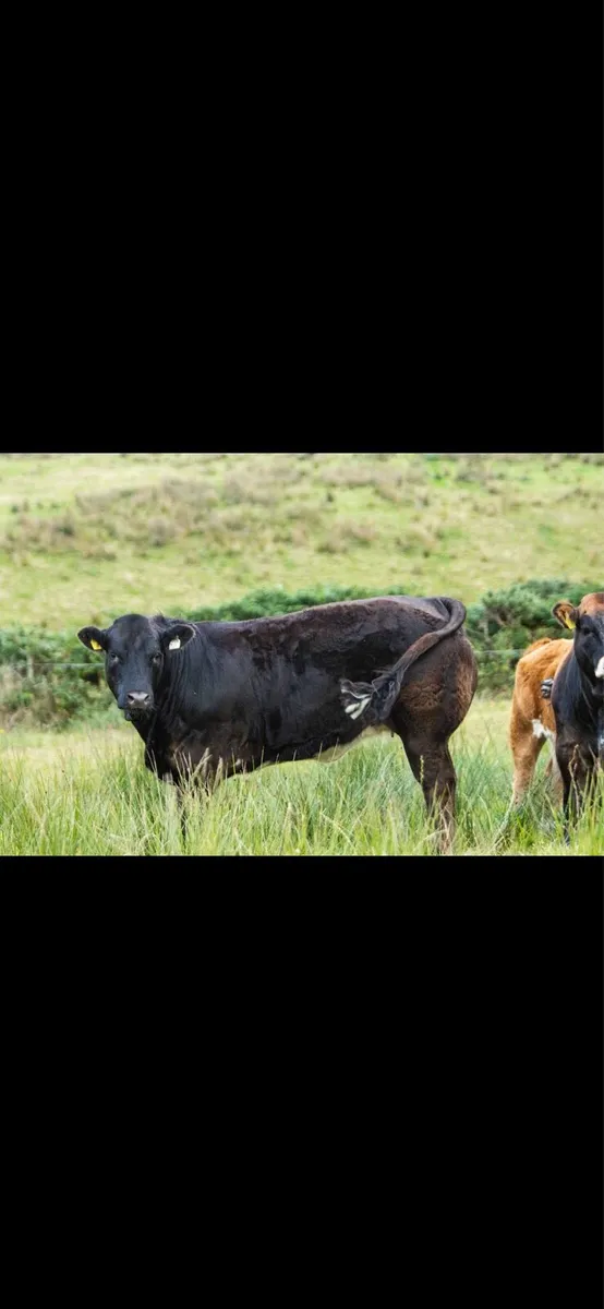 Breeding heifers 💥 - Image 4
