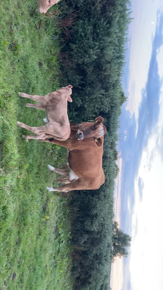 Heifer and calf - Image 2