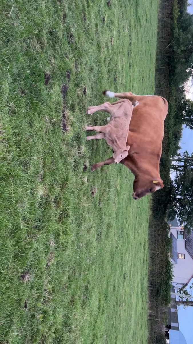 Heifer and calf - Image 3