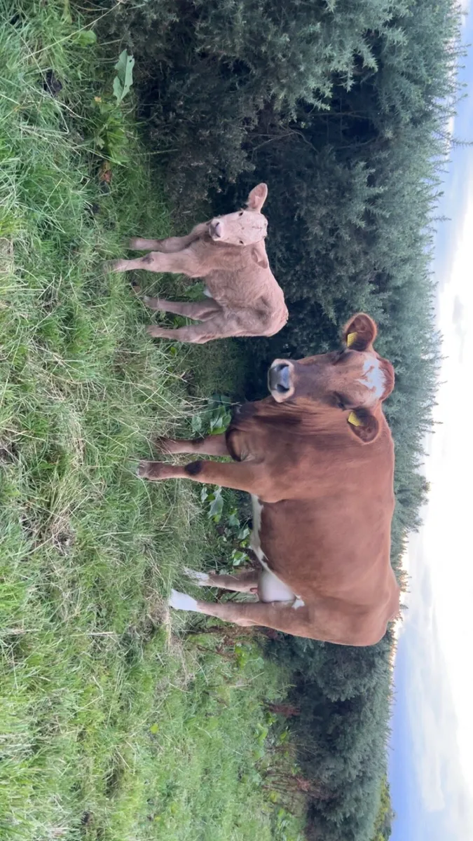 Heifer and calf - Image 4