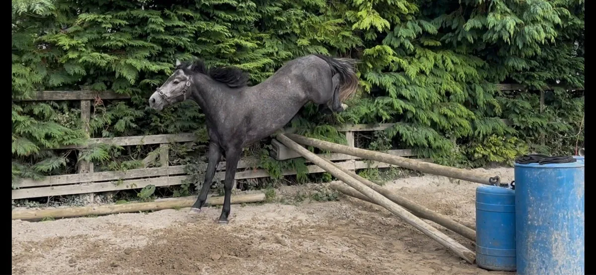 Show quality 3yo Connemara gelding - Image 4