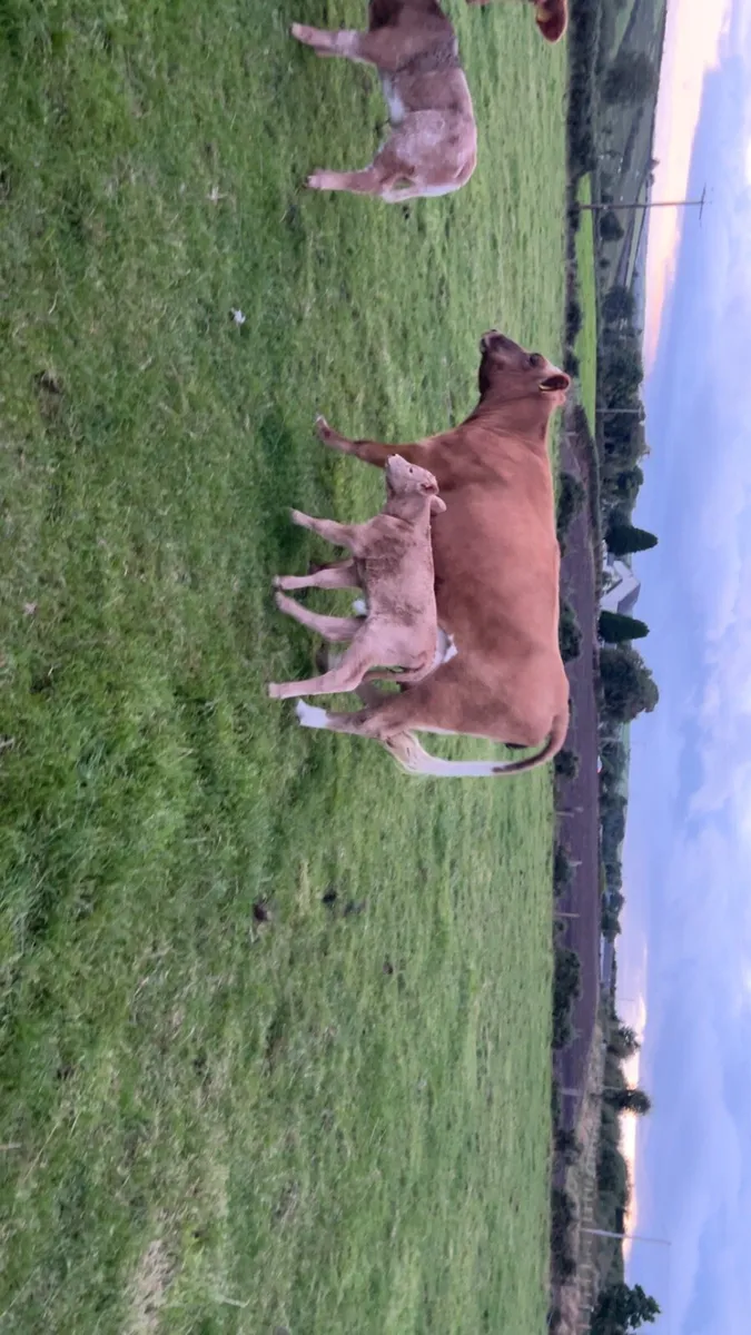 Heifer and calf - Image 1