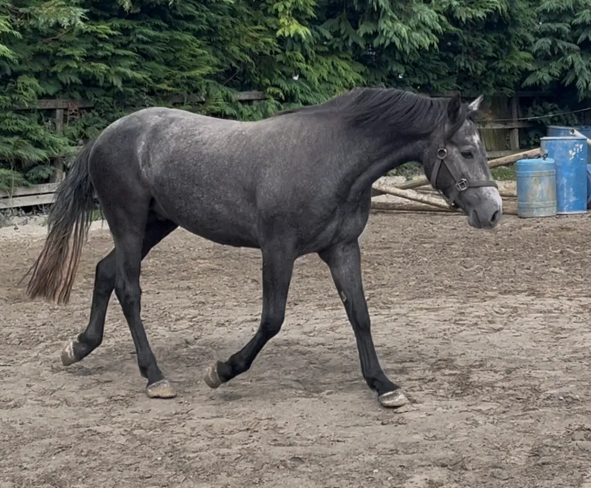 Show quality 3yo Connemara gelding - Image 1