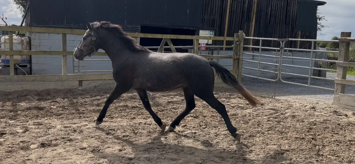 Show quality 3yo Connemara gelding - Image 2