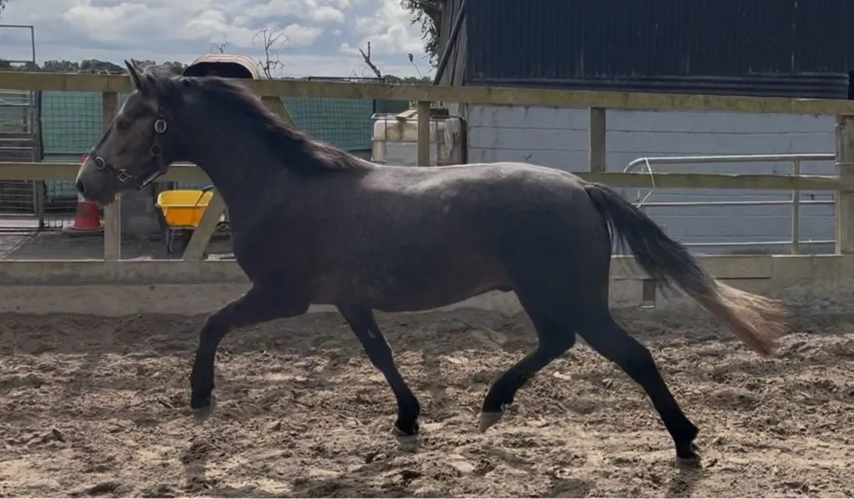 Show quality 3yo Connemara gelding - Image 3