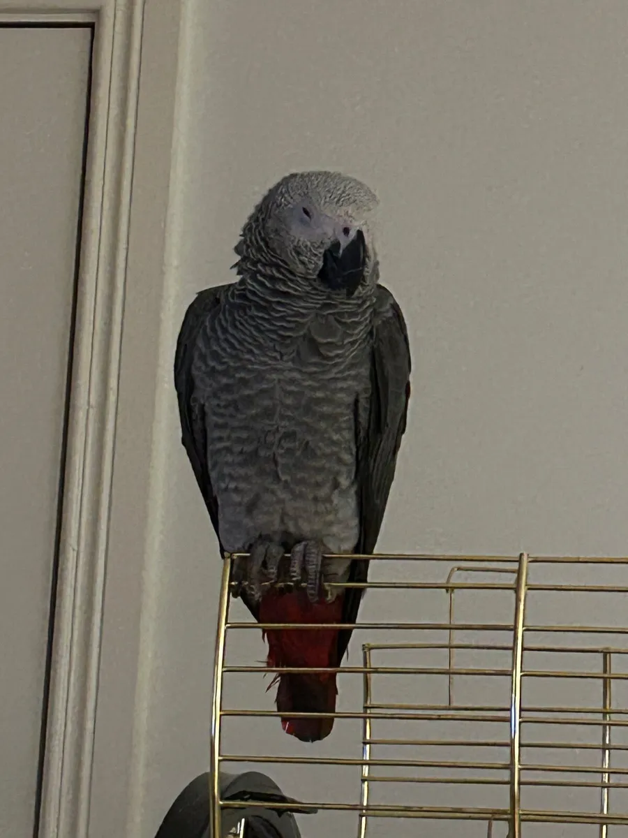 African Grey Parrot - Image 2