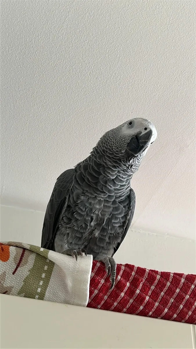 African Grey Parrot - Image 1