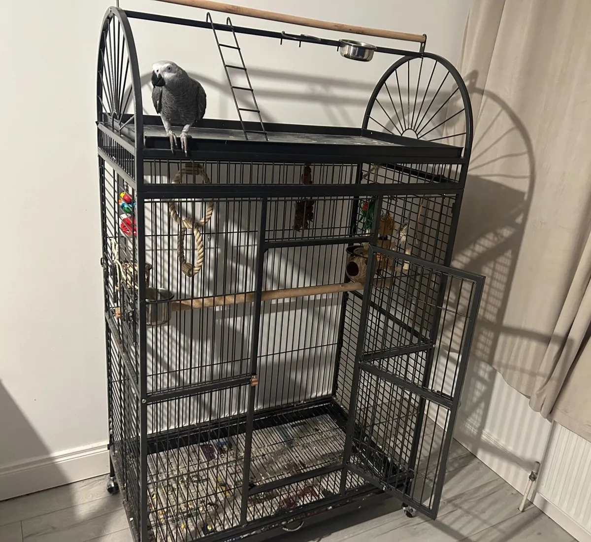 African Grey Parrot - Image 4