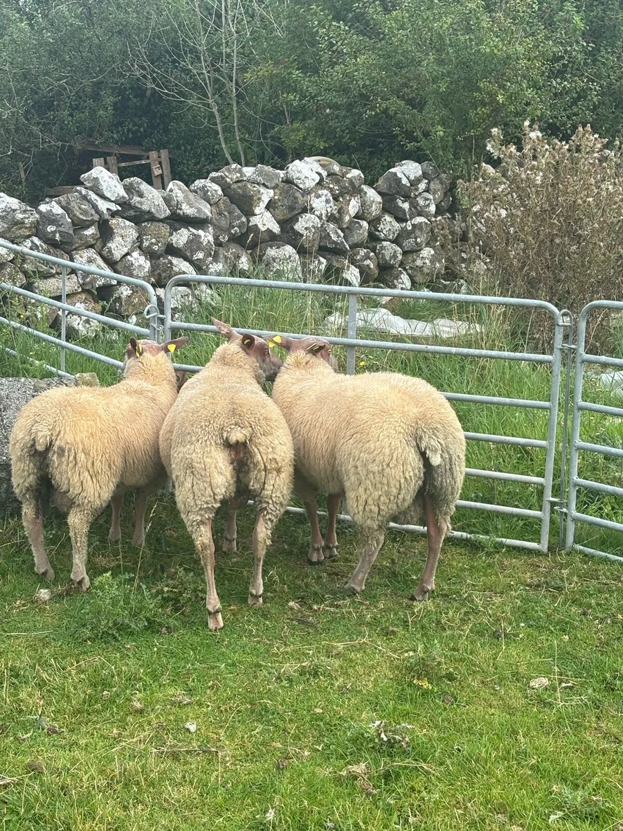 Rouge ram lamb - Image 3