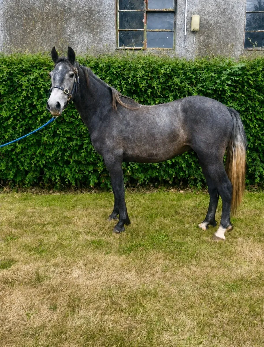Class 1 Two year old Connemara gelding - Image 1