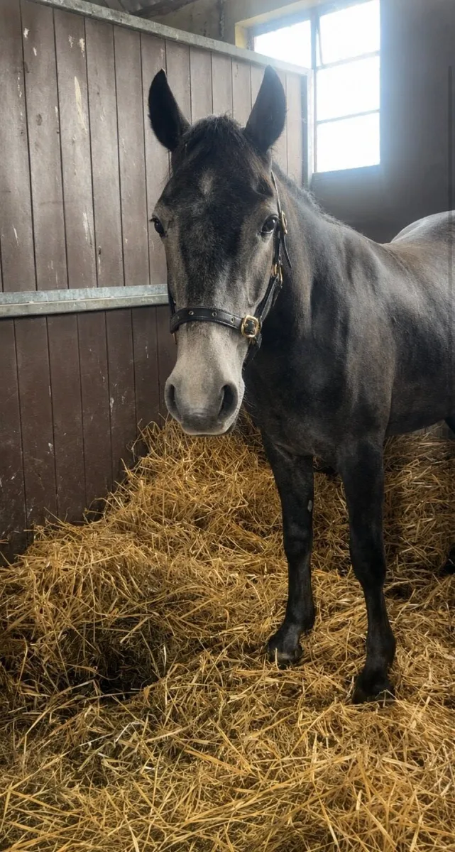 Class 1 Two year old Connemara gelding - Image 2