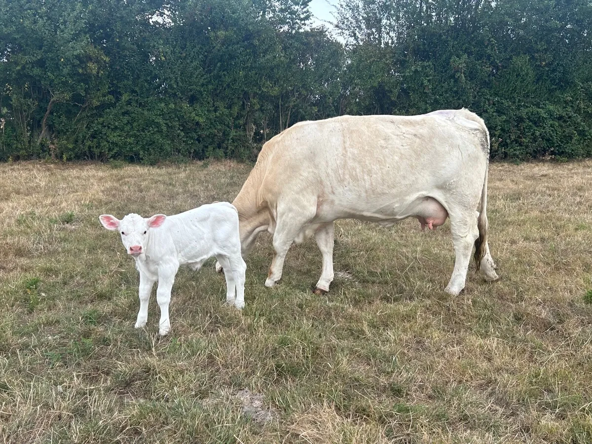 Heifers with calves at foot - Image 3