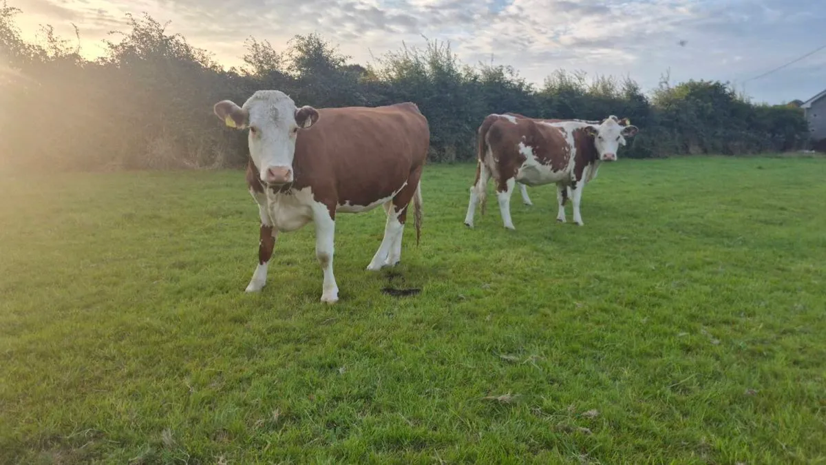Incalf Heifers - Image 1