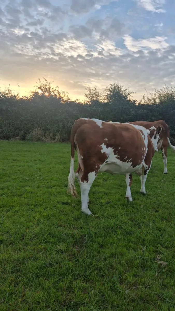 Incalf Heifers - Image 2