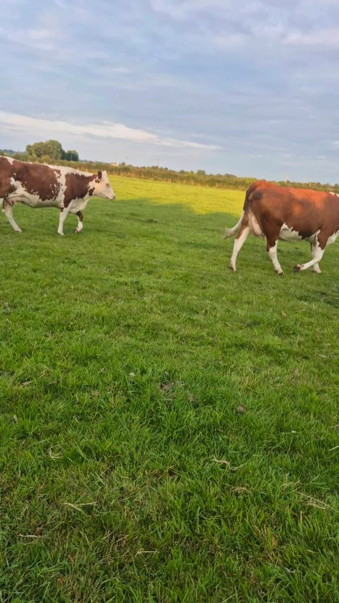Incalf Heifers - Image 3