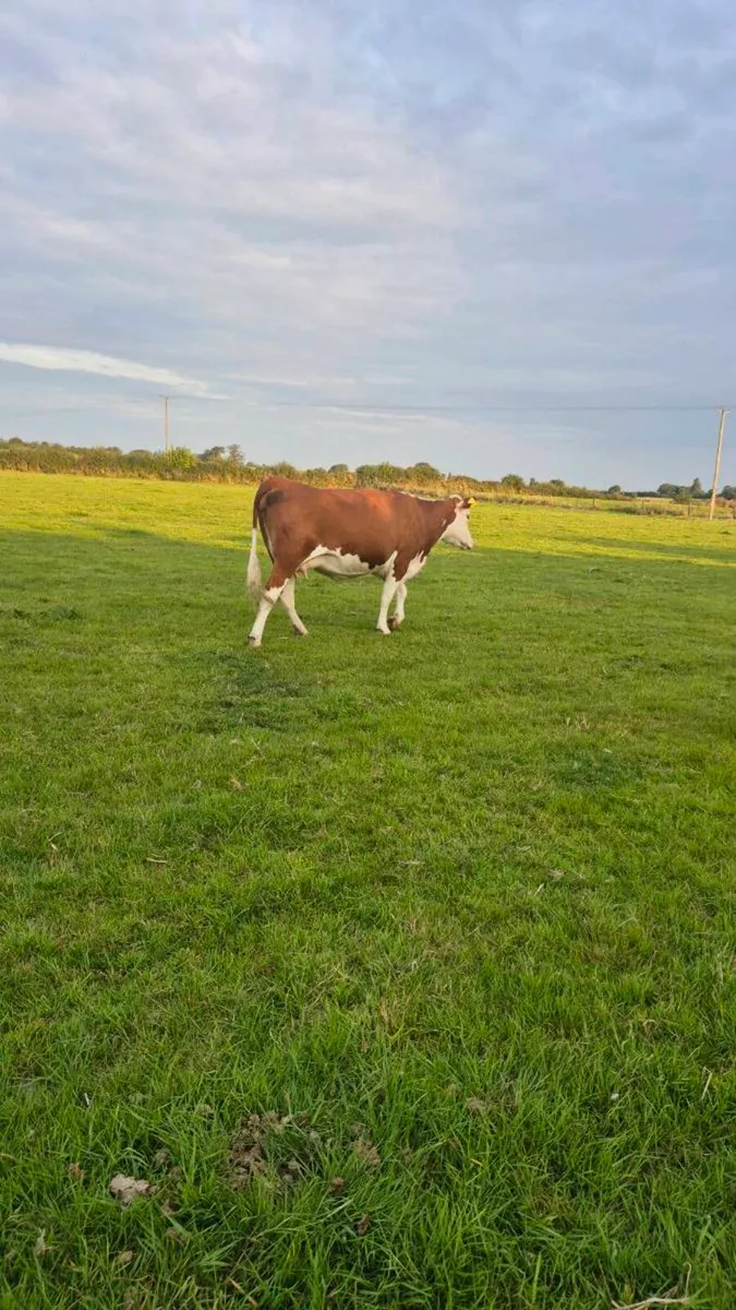 Incalf Heifers - Image 4