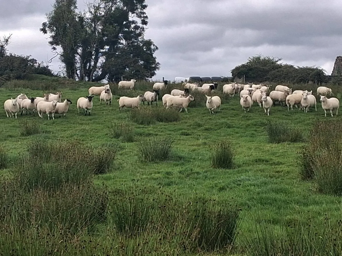 Organic hoggets - Image 2