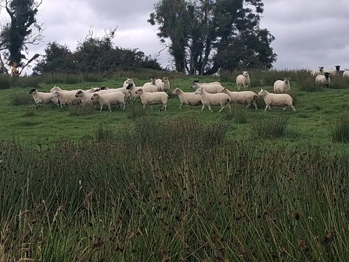 Organic hoggets - Image 3