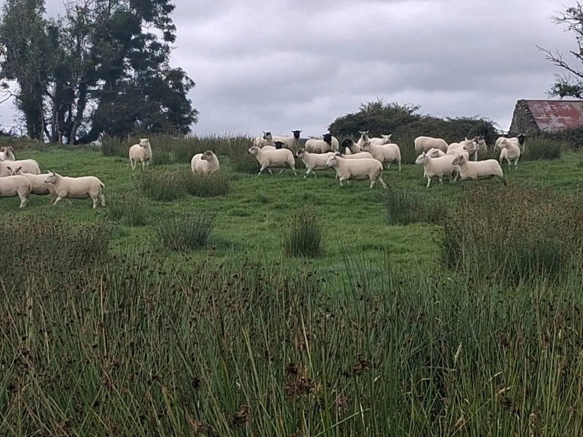 Organic hoggets - Image 4
