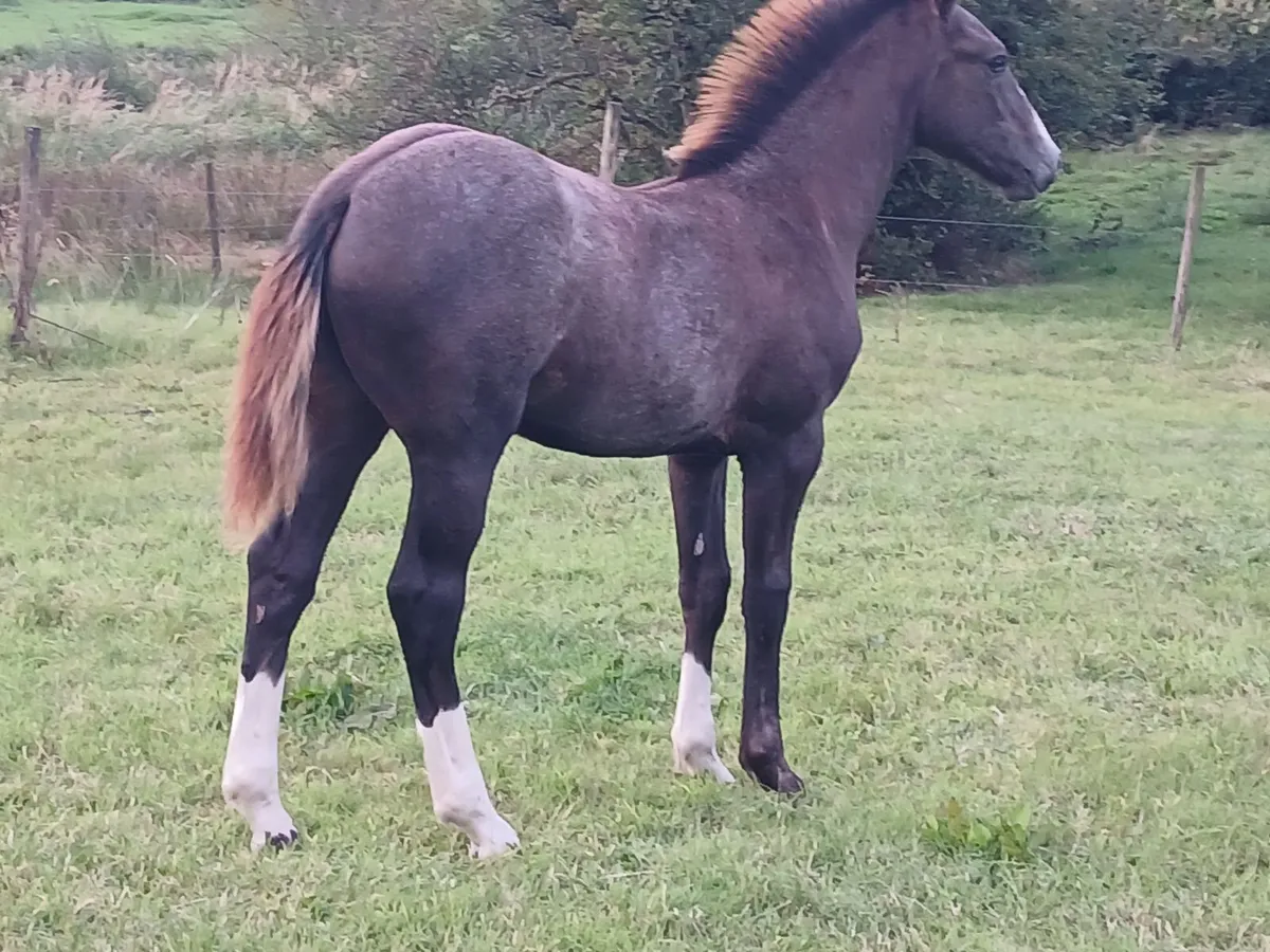 Irish draught colt foal - Image 2