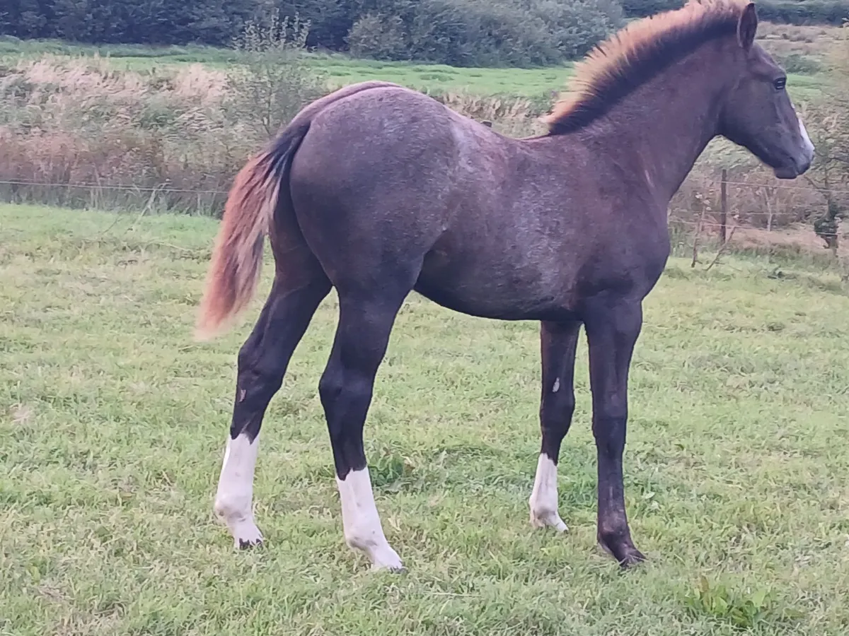 Irish draught colt foal - Image 3